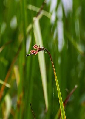 Sports Royalty-Free and Rights-Managed Images - Halloween pennant dragonfly by David Tennis