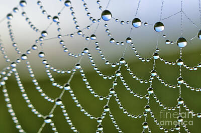 Blue Hues - Jewels on Spiderweb  by Thomas R Fletcher