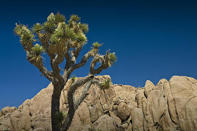 Watercolor Alphabet - Rock Formations and Joshua Tree in the National Park by Randall Nyhof