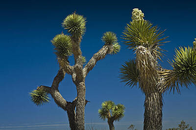 Randall Nyhof Royalty Free Images - Joshua Tree Branches against the Sky Royalty-Free Image by Randall Nyhof