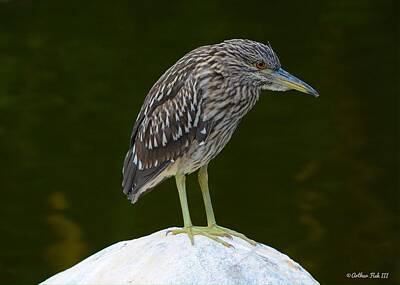 Animals Royalty-Free and Rights-Managed Images - Juvenile Night Heron A Portrait by Arthur Fish III