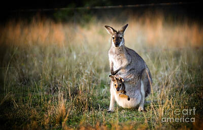 Animals Photos - Kangaroo and Joey by THP Creative
