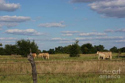Lake Life Royalty Free Images - Kansas Cows in a Pasture Royalty-Free Image by Robert D  Brozek