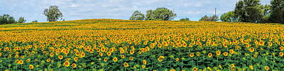 Sunflowers Photos - Kansas Sunflower Field Panoramic by Alan Hutchins