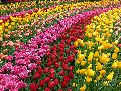 Kids Alphabet Royalty Free Images - Keukenhof Gardens 75 Royalty-Free Image by Mike Nellums