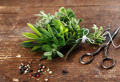 Still Life Photos - Kitchen Herbs by Nailia Schwarz