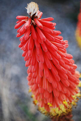 The American Diner Rights Managed Images - #kniphofiauvaria Royalty-Free Image by Becky Furgason