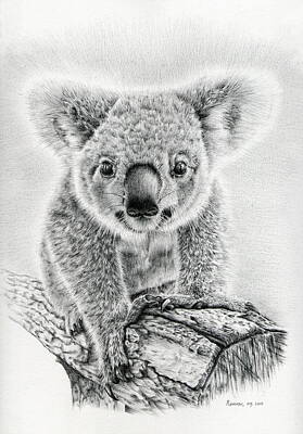 Animals Drawings Royalty Free Images - Koala Oxley Twinkles Royalty-Free Image by Casey 