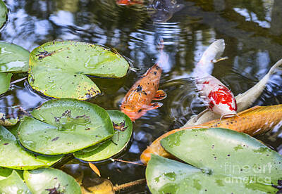 Lilies Royalty-Free and Rights-Managed Images - Koi and Lily Pad by Jamie Pham