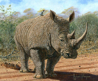 Back To School For Guys - Kruger White Rhino by Richard Harpum