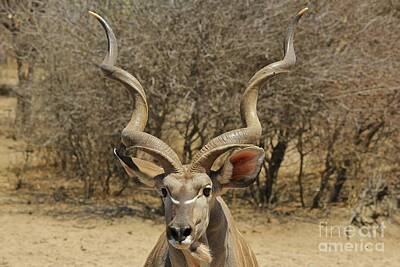 Coffee Signs Rights Managed Images - Kudu Bull Pride Royalty-Free Image by Andries Alberts