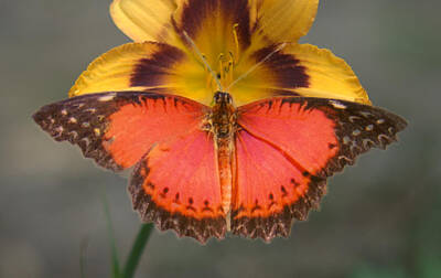 Outdoor Graphic Tees - Lacewing Butterfly on Lily by Douglas Barnett
