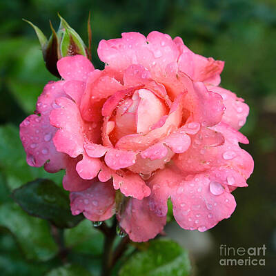 Shaken Or Stirred - Lacy Pink Rose by Carol Groenen