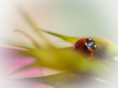 Animals Photo Royalty Free Images - Ladybug II Royalty-Free Image by Marco Oliveira