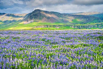 I Want To Believe Posters Rights Managed Images - Landscape with blue flowers in Iceland Royalty-Free Image by Matthias Hauser