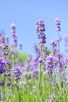 Florals Royalty-Free and Rights-Managed Images - Lavender flowering by Elena Elisseeva