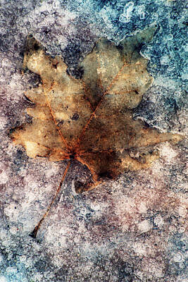 Autumn Harvest - Leaf In Ice by Jack Daulton