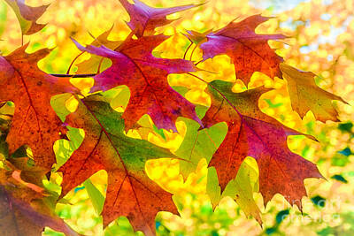 Fantasy Royalty-Free and Rights-Managed Images - Leaves by Janis Knight