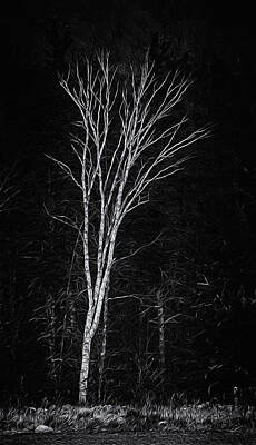Mark Myhaver Photos - Lifes A Birch No.2 by Mark Myhaver