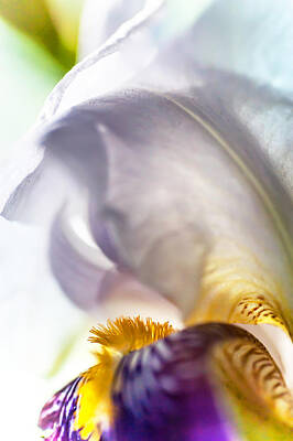 Botanical Farmhouse Royalty Free Images - Light Within. Macro Iris Series Royalty-Free Image by Jenny Rainbow