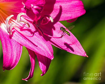Travel - Lily and Fly by Kate Brown