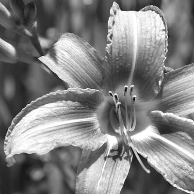 Lilies Photos - Lily by Charles Harden