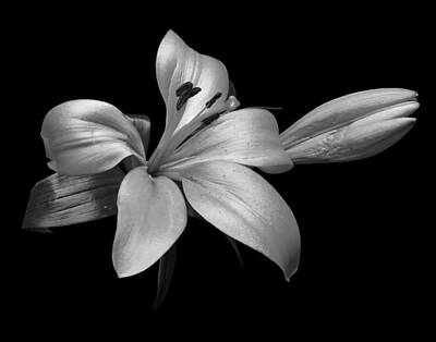 Lilies Royalty-Free and Rights-Managed Images - Lily I by Lily Malor