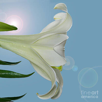 Lilies Rights Managed Images - Lily Light Royalty-Free Image by Karen Adams