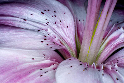 Lilies Photos - Lily Macro by Ernest Echols