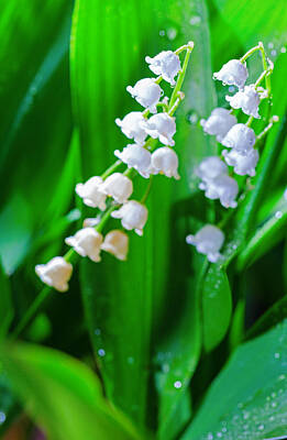 Lilies Photos - Lily of the valley by Alexey Stiop