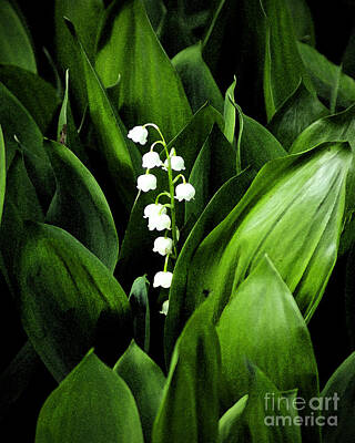 Wilderness Camping - Lily Of The Valley by Joe Geraci
