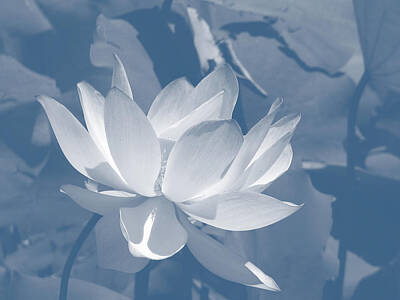 Lilies Digital Art - Lily on blue by Creative Solutions RipdNTorn