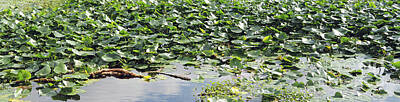 Lilies Royalty Free Images - Lily Pads 4 Royalty-Free Image by Nancy L Marshall