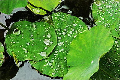 Lilies Digital Art - Lily Pads Acanthus HP by David Lange
