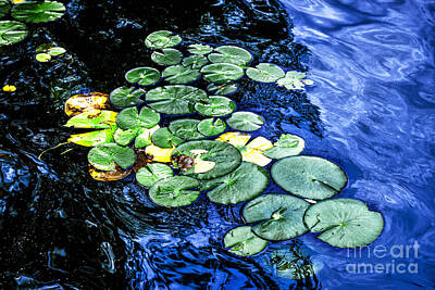 Lilies Photo Royalty Free Images - Lily pads 2 Royalty-Free Image by Elena Elisseeva