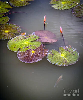 Impressionism Photo Royalty Free Images - Lily Pads Royalty-Free Image by THP Creative