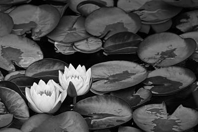 Lilies Royalty Free Images - Lily Pads with Blossoms Royalty-Free Image by Randall Nyhof