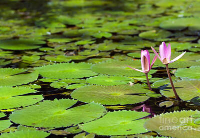 Lilies Royalty-Free and Rights-Managed Images - Lily Pond by THP Creative