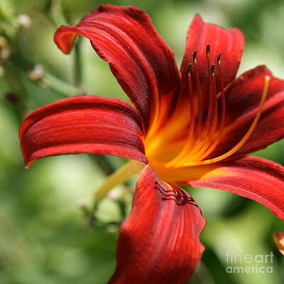 Lilies Photos - Lily Red  by Neal Eslinger