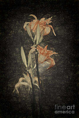 Lilies Digital Art - Lily by Sheila Smart Fine Art Photography