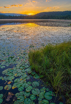 Lilies Photos - Lilypad Lake by James Wheeler
