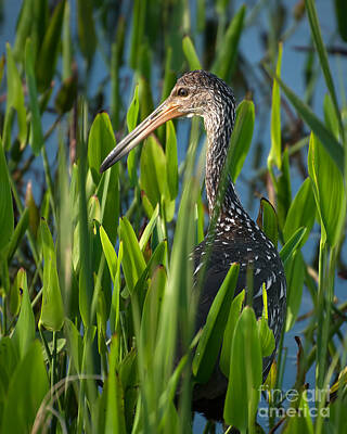 Guns Arms And Weapons - Limpkin grass by Photos By  Cassandra