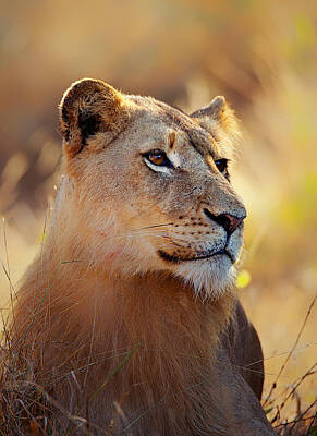 Animals Photos - Lioness portrait lying in grass by Johan Swanepoel