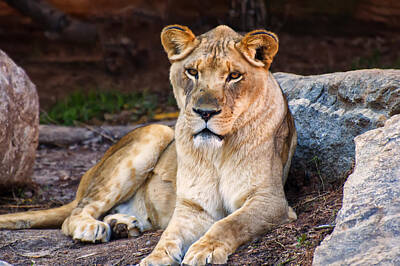 Lady Bug - Lioness Stare by Flees Photos