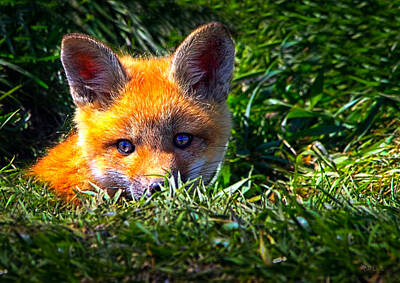 Mammals Photos - Little Red Fox by Bob Orsillo