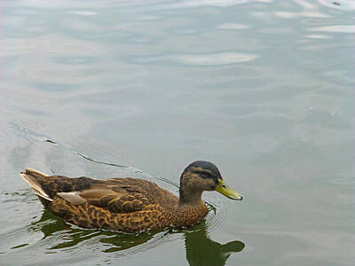 Renoir Rights Managed Images - Lone Duck Royalty-Free Image by Claudia Goodell