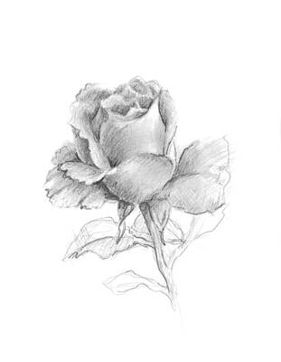Still Life Drawings Rights Managed Images - Lone Rose Royalty-Free Image by Sarah Parks
