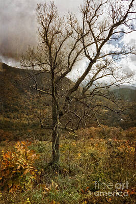 Little Mosters Rights Managed Images - Lone Tree Along Skyline Drive Royalty-Free Image by Dawn Gari