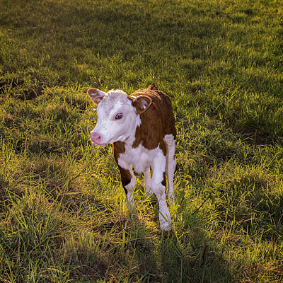 Grimm Fairy Tales Rights Managed Images - Lonely Little Calf Royalty-Free Image by Tylie Duff Photo Art
