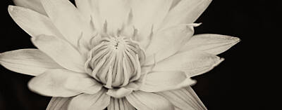 Lilies Royalty-Free and Rights-Managed Images - Lotus flower by U Schade